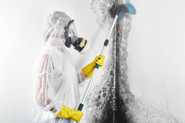 Best Mold-Related Health Consultation  in La Paloma, TX
