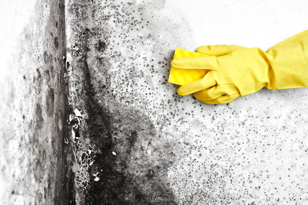 Asbestos and Lead Testing During Mold Inspection in La Paloma, TX