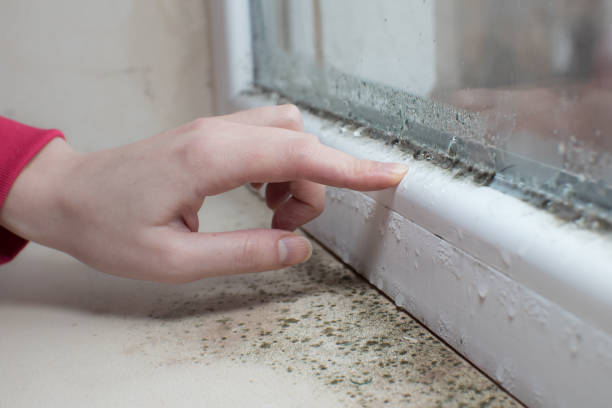 Best Post-Construction Mold Inspection  in La Paloma, TX